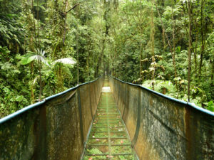 activities-monteverde-cloud-forest-reserve
